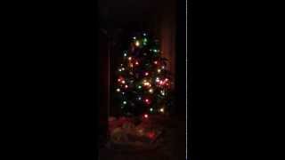 Christmas tree with blinking lights at night [upl. by Frick]