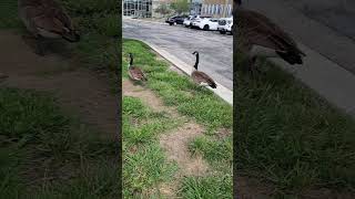 Cackler Geese at office Lenexa Olathe Overland Park Kansas City Kansas [upl. by Ile]