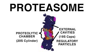 THE PROTEASOME UBIQUITINATION AND PROTEIN DESTRUCTION [upl. by Alliscirp]