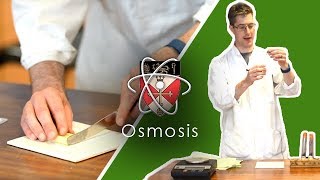 Osmosis  GCSE Science Required Practical [upl. by Ahsienak441]