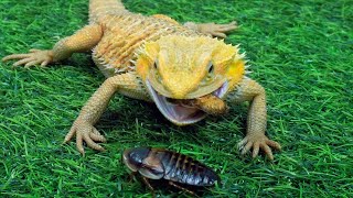 Live Feeding Bearded Dragon Eating Dubia Roaches [upl. by Noram]