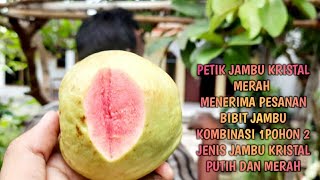 petik jambu kristal merah [upl. by Proctor]