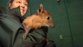 Baby Duiker At The Oegon Zoo [upl. by Leidba]