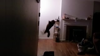 Cat catches bat mid air [upl. by Pesek]