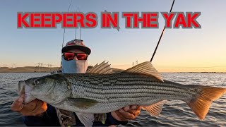 KEEPERS AT ONEILL FOREBAY STRIPED BASS KAYAK FISHING NOVEMBER 2024 [upl. by Eisor314]