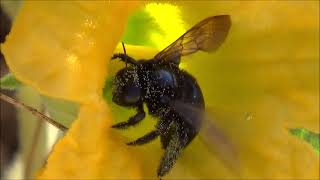 Carpenter Bee and Calabazilla Flowers [upl. by Harriot122]