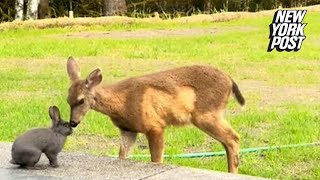 Reallife Bambi and Thumper spotted in Oregon [upl. by Adolpho]