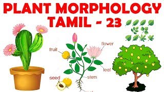 Plant Morphology in Tamil 23  Types of Fruit Aggregate amp Composite Fruit  Rajus Biology [upl. by Annaerda]