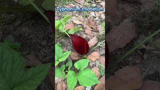 Typhonium trilobatum shortsvideo nature sub subscribe plants love garden lovely [upl. by Lenoyl]