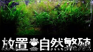 放置水草水槽、謎の稚魚を発見（ｱｸｱﾘｳﾑ [upl. by Tychon]