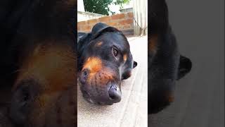 Dog lovers fun video 🐕 kutty Simba kurumba En Uyire neethan da🥰🥰🥰🥰🥰 [upl. by Notnilk]