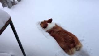 Corgi Snow Belly Flop [upl. by Litsyrk]