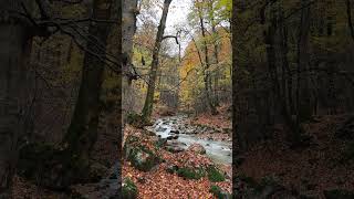 Hyrcanian Forest in autumn iran travel touristattraction [upl. by Armitage652]