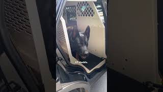 Police Dog Wont Stop Smiling Once Dad Mentions quotWorkquot  The Dodo [upl. by Noonan412]