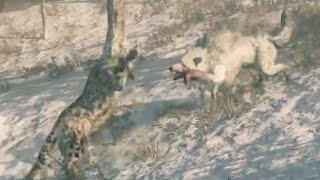 Far Cry® Primal Snowblood Wolf vs leopard pvp [upl. by Atirec]