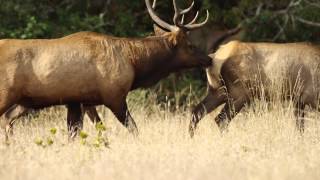 Rutting Bull Elk Smells and Tastes his Cows [upl. by Ettena]