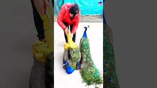 About peacock in English peacock shorts bdsports music love song bollywood hindisong [upl. by Odlanyar626]