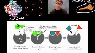 Enzymes [upl. by Anilad497]