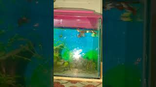 gappy fish breeding please like and subscribe viralshort [upl. by Asilej688]