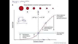 Myogenic autoregulation of blood flow [upl. by Ierna]