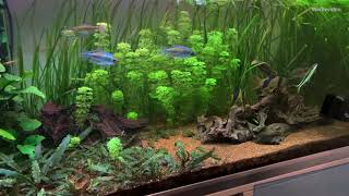 Limnophila sessiloflora  Aquariumpflanzen 5 [upl. by Naida]