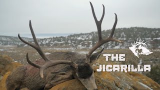 Jicarilla Mule Deer [upl. by Aubin267]