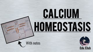 Calcium Homeostasis [upl. by Harwill168]