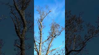 Redtailed Hawk perched high birdwatching nature wildlife [upl. by Nivram]