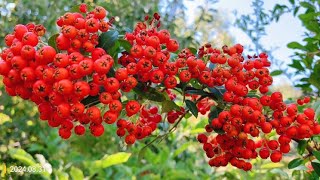 Pyracantha coccinea Scarlet Firethorn 欧洲火棘 [upl. by Nortna]