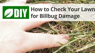 How to Check Your Lawn for Billbug Damage [upl. by Eseenaj984]