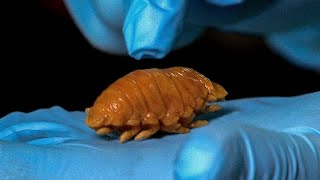 Disgusting Fish Tongue Louse Found In Meal  Earth Science [upl. by Analahs]