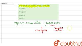 On germination each zygospore of Spirogyra gives rise to  12  KINGDOM PLANTAE OR METAPHYTA [upl. by Salomo]