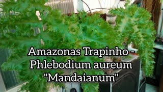 Phlebodium aureum quotMandaianumquot [upl. by Dazraf]