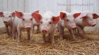 Pig Voice  Pig Sound  Animal Sound  Animal ringtone  Suar ki Awaj [upl. by Rosenberg]