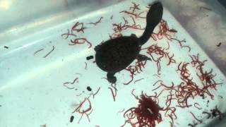 Chelodina siebenrocki Feeding Frozen Blood Worm [upl. by Annabel]