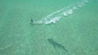 Tiger Shark Attack on a Kitesurfer in shallow flat water [upl. by Hepza]