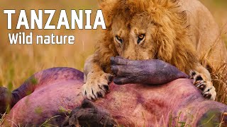 WILD TANZANIA  Ruthless nature and ancient tribes [upl. by Celestia]