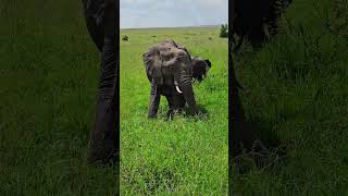 Look At These Elephants  Wildlife ShortsAfrica YouTubeCreatorCommunity [upl. by Eahsram37]