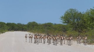 Etosha Namibia amp Botswana adventure 2014  part 4 [upl. by Akayas]