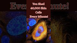 You Shed 40000 Skin Cells Every Minute subscribe facts humanbodywonders shorts [upl. by Anitneuq]