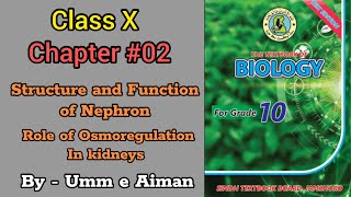 Structure and Function of Nephron  Osmoregulation in Kidneys Chap02 Sindh board By Umm e Aiman [upl. by Ayotnom]