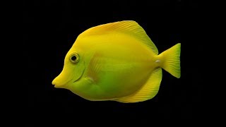 Facts The Yellow Tang [upl. by Koo50]