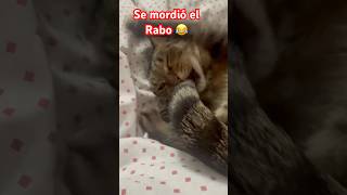 Se come el Rabo 😂shortvideo humor cat shortsviral animallover michi pets gato [upl. by Hellman]