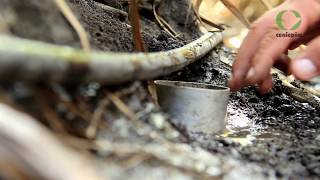 Programa de Agronomía  Cenicaña 2017 [upl. by Parthenia]