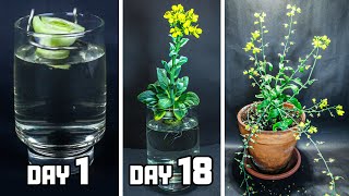 REgrowing Baby Bok Choy From Scrap To Flower 65 Days Time Lapse [upl. by Ahtis]