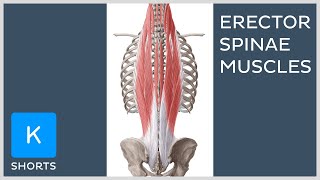 Paired erector spinae muscles mnemonic  Kenhub shorts [upl. by Limaa]