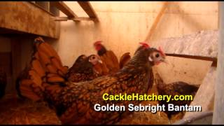 Golden Sebright Bantam Chicken Breed Breeder Flock  Cackle Hatchery [upl. by Lamoree116]