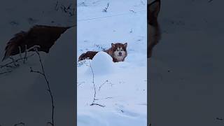 The Most Dramatic Huskies  Such a Drama Queen🤣 Normal dogs vs Huskies 🤣 huskydog husky shorts [upl. by Una761]