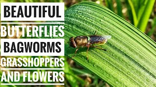 Beautiful Butterflies Bagworms Baby Grasshoppers Flowers and More [upl. by Assetan]