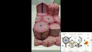 FEGATO ANATOMIA MICROSCOPICA [upl. by Noir]